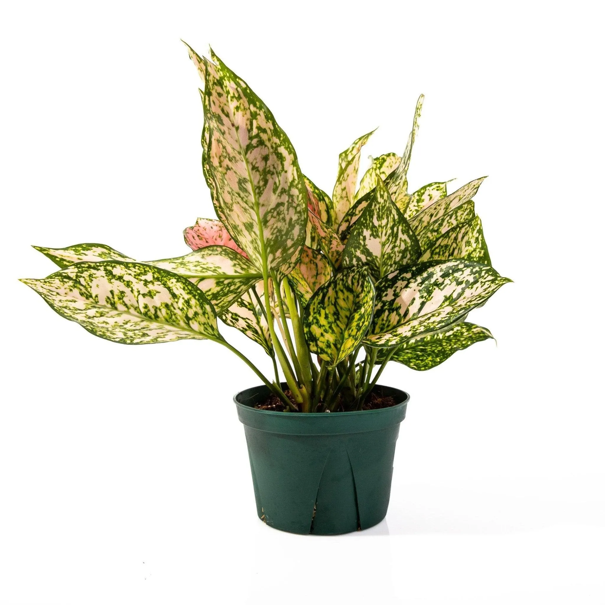 Aglaonema Lady Valentine