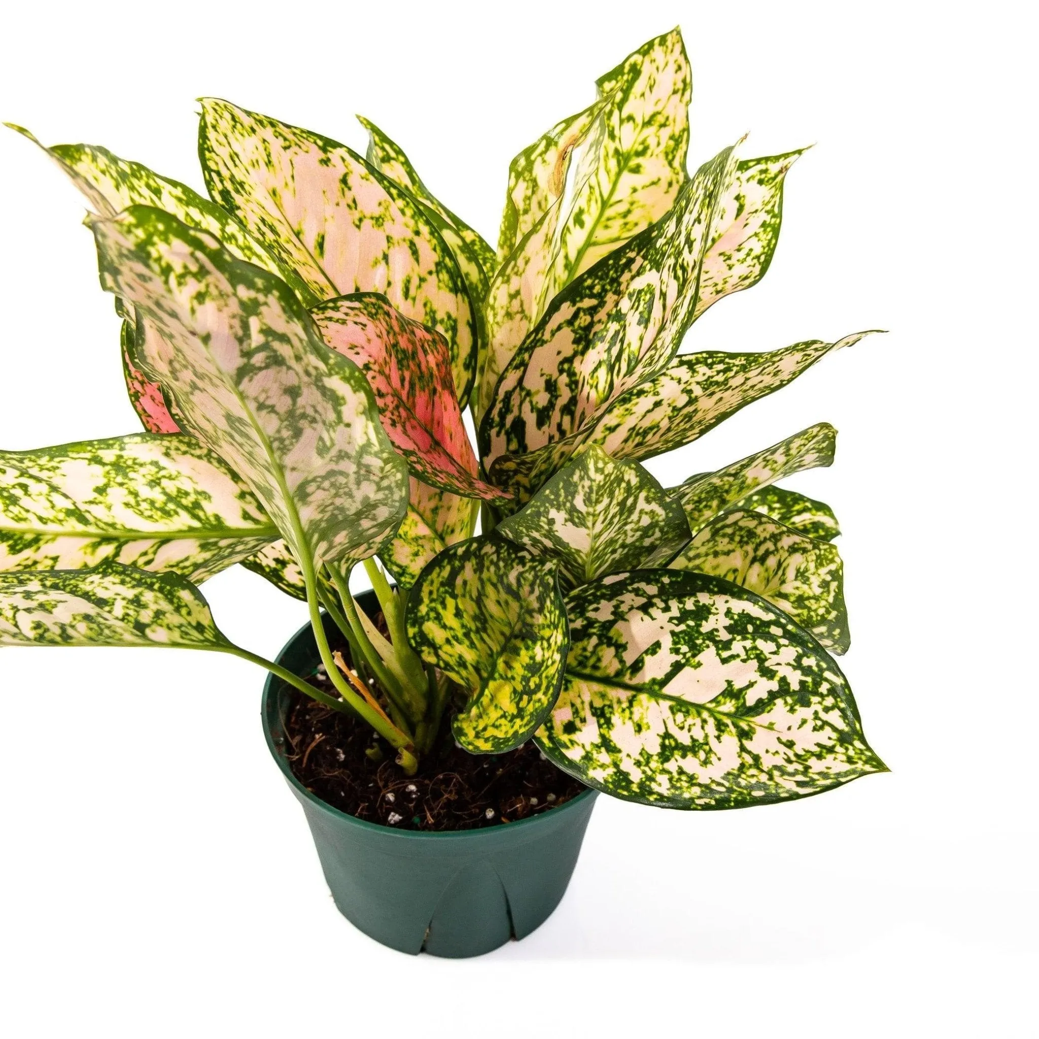 Aglaonema Lady Valentine